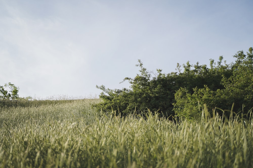 a field of tall grass with trees in the background