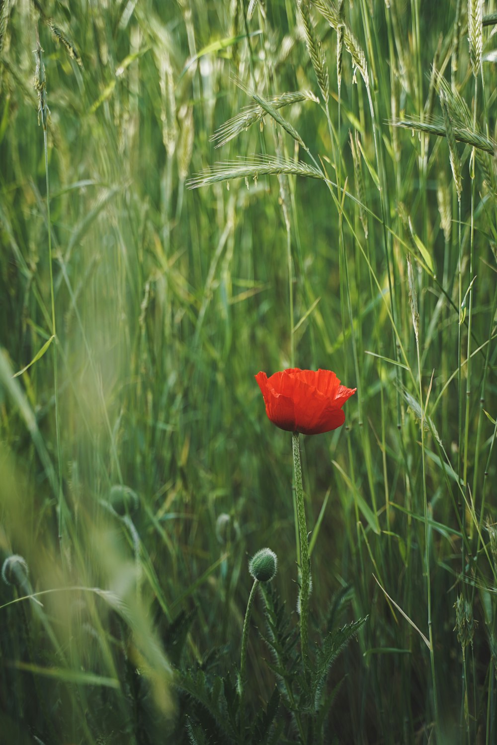 a single red flower in a field of tall grass