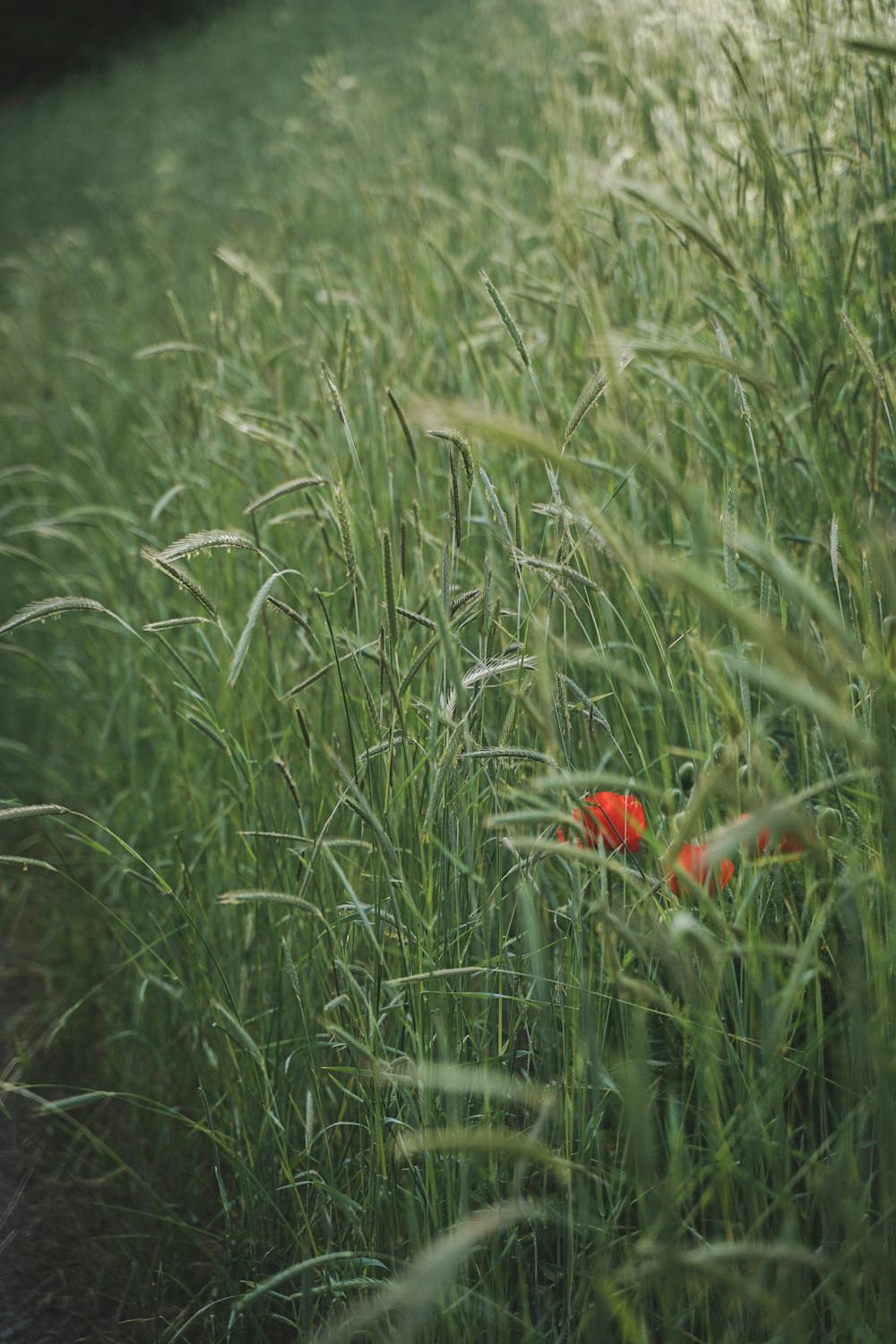 a field of tall grass with a red object in the middle of it