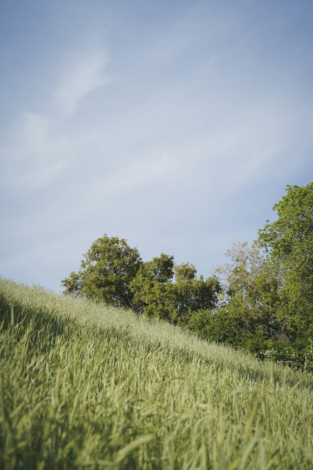 Ein grasbewachsener Hügel mit Bäumen im Hintergrund