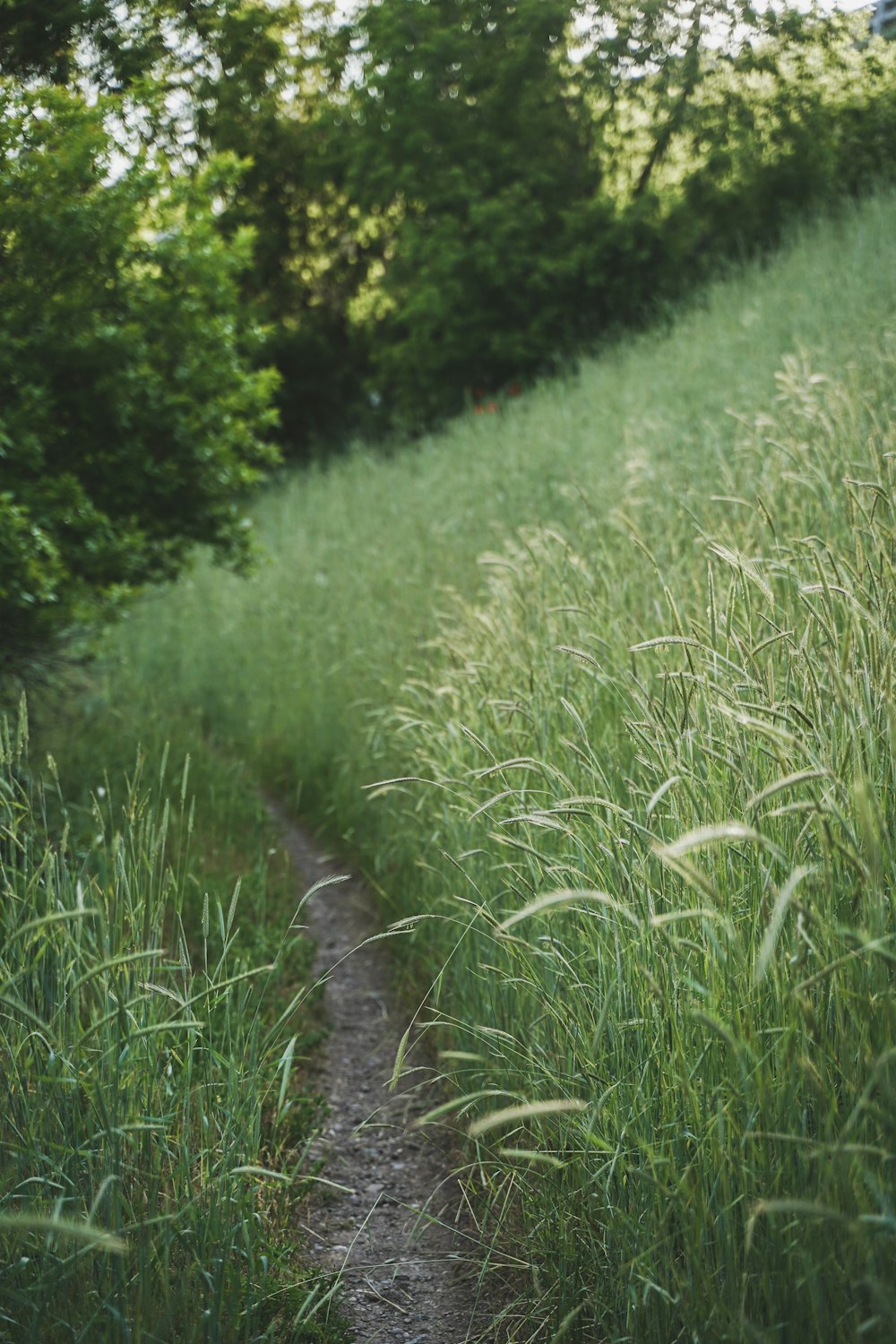 un sentiero in mezzo a un campo erboso