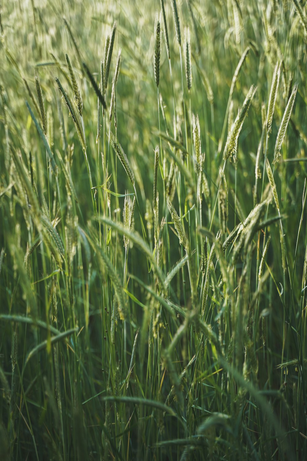 a close up of a field of tall grass