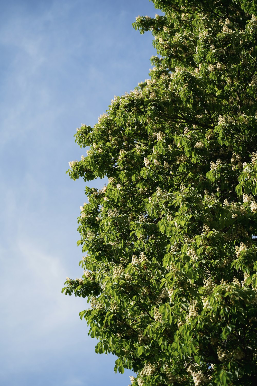 a tall tree with white flowers on it