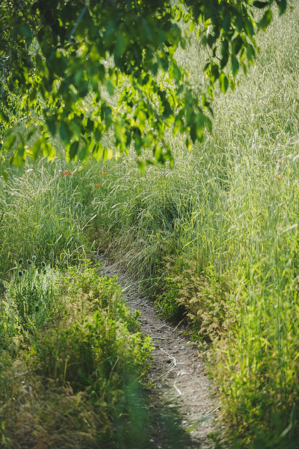 Ein Bär, der im Gras steht