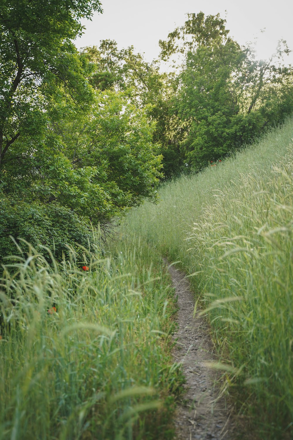 a path through a grassy field with trees in the background