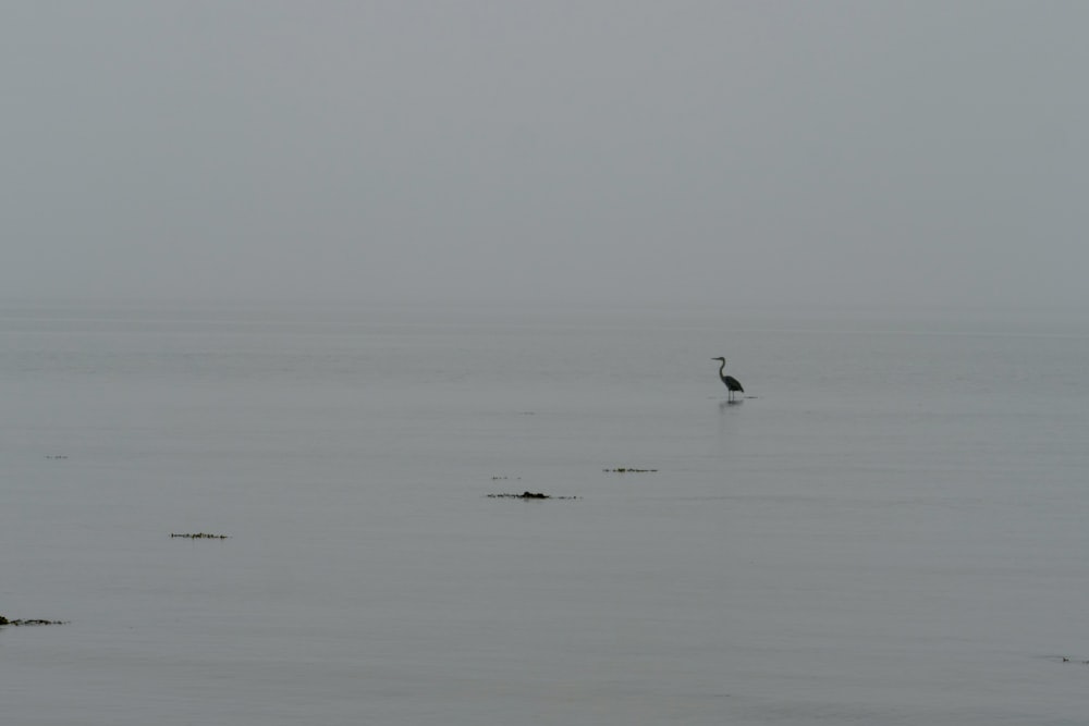 a bird is standing in the middle of the water