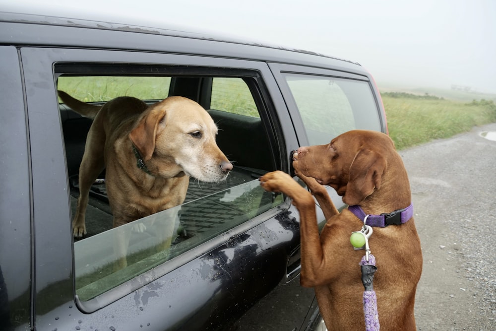 two dogs are looking out the window of a truck