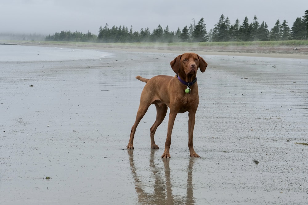 a brown dog standing on top of a wet beach
