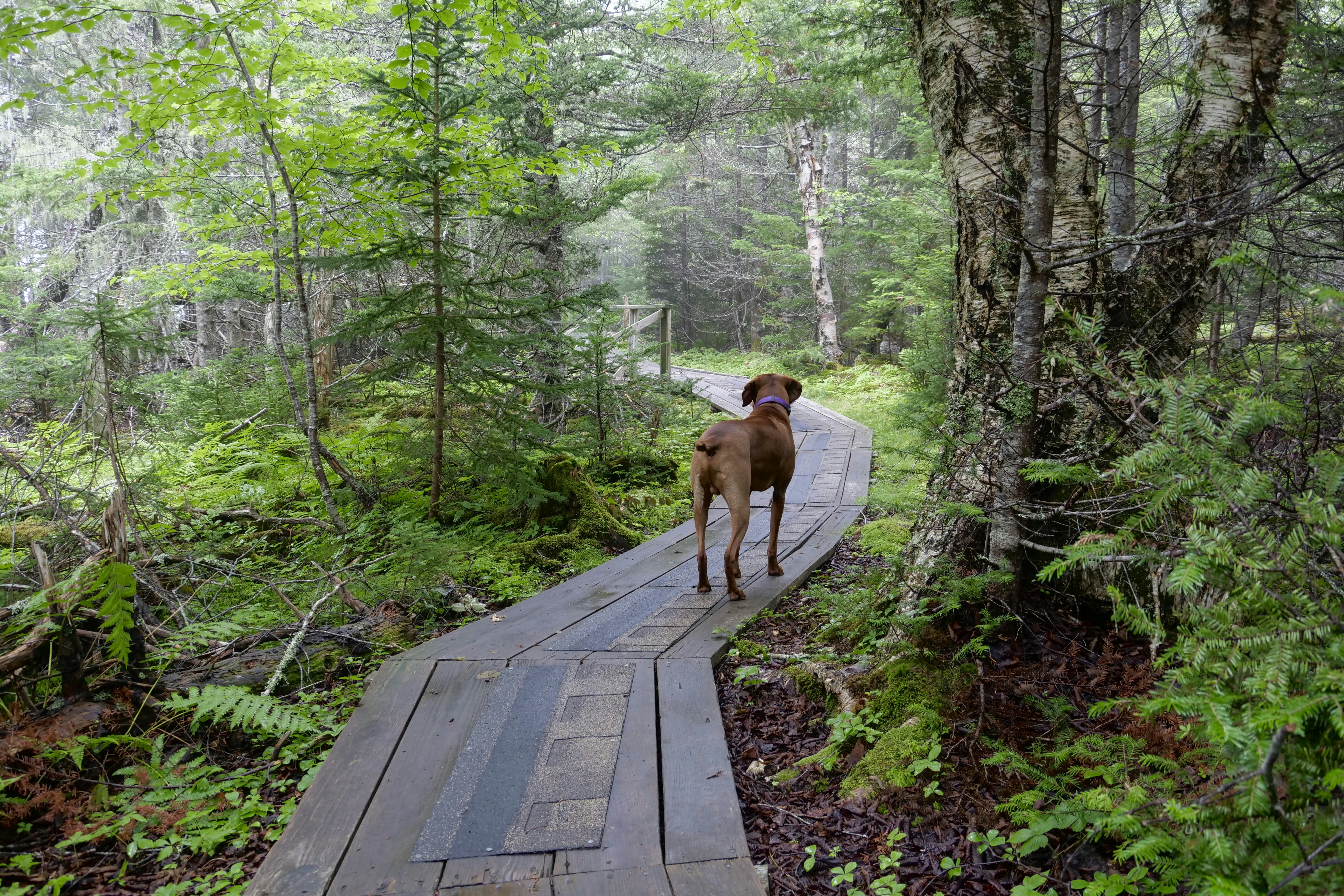 Un perro está parado en un camino de madera en el bosque