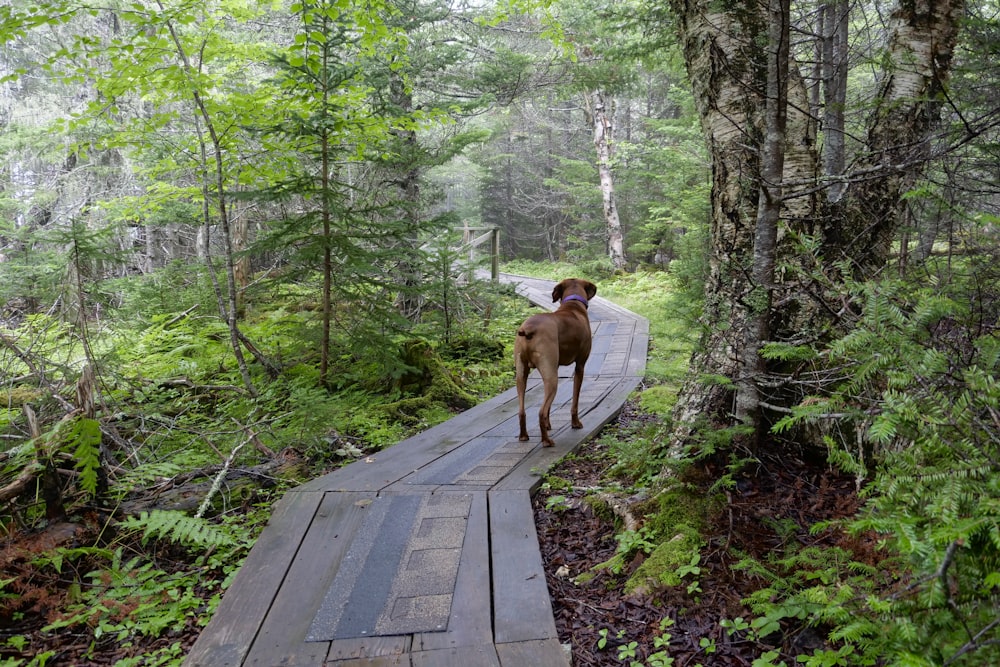 a dog is standing on a wooden path in the woods