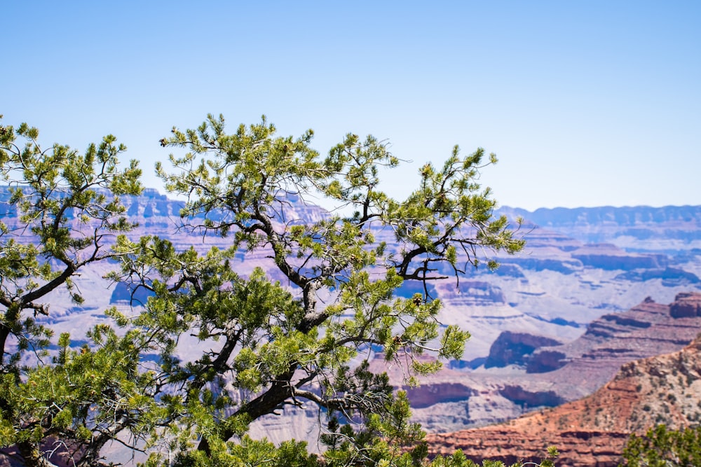 a view of the grand canyon from the rim of a tree