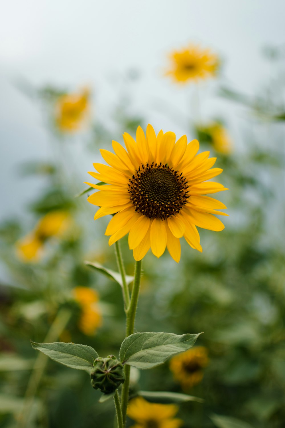 Foto zum Thema Eine Sonnenblume in einem Sonnenblumenfeld