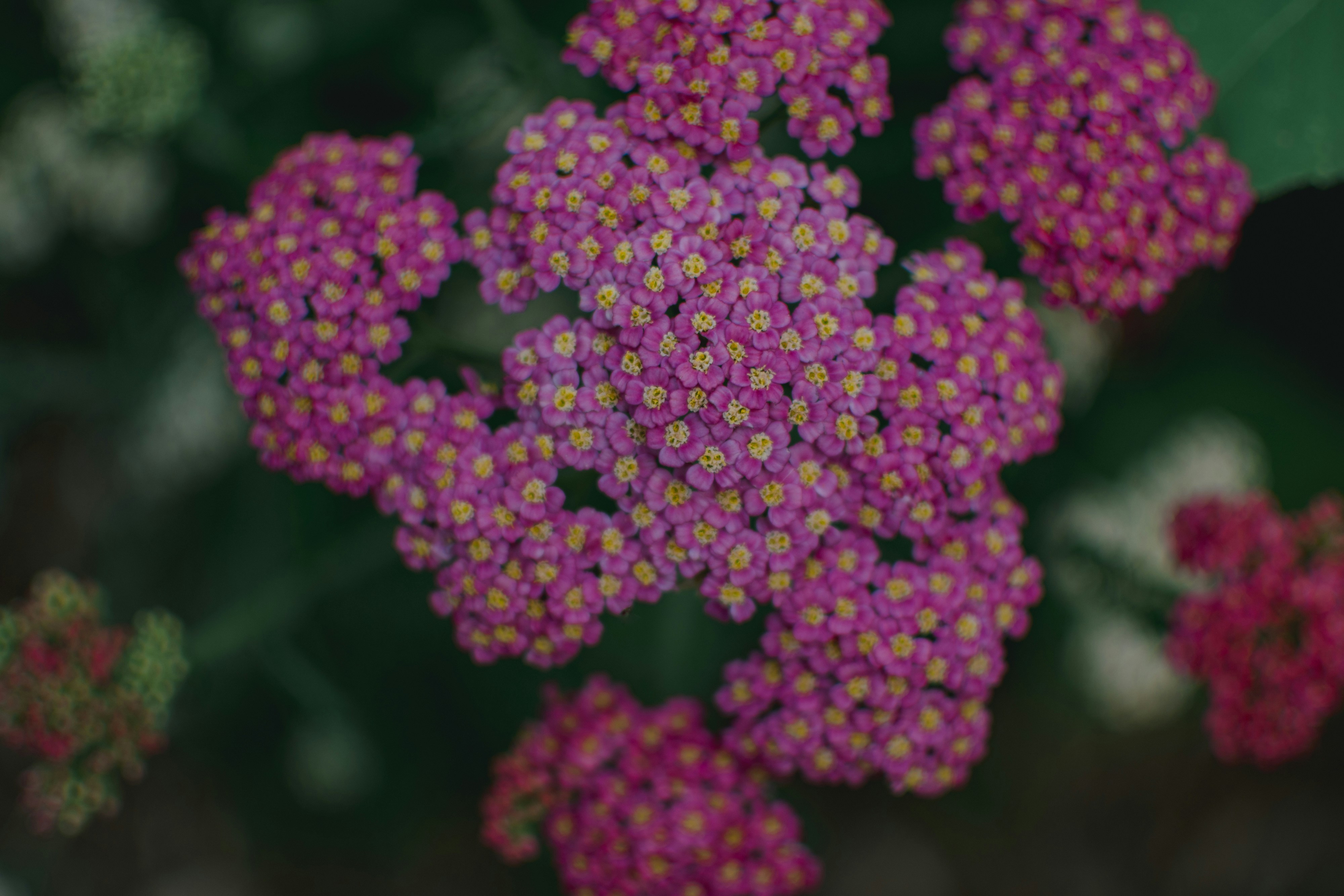 Photo by missmeg_mac