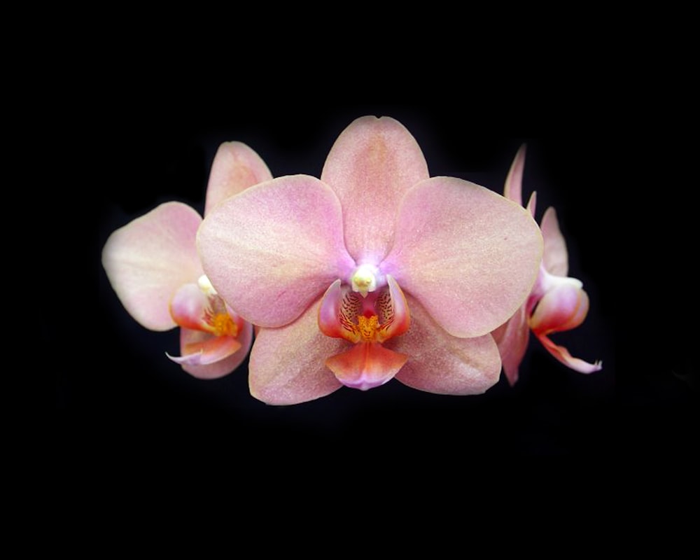 a close up of a pink flower on a black background