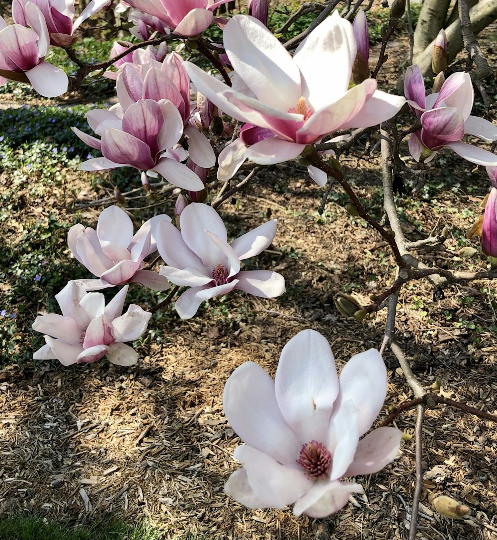 木の上のピンクと白の花のグループ