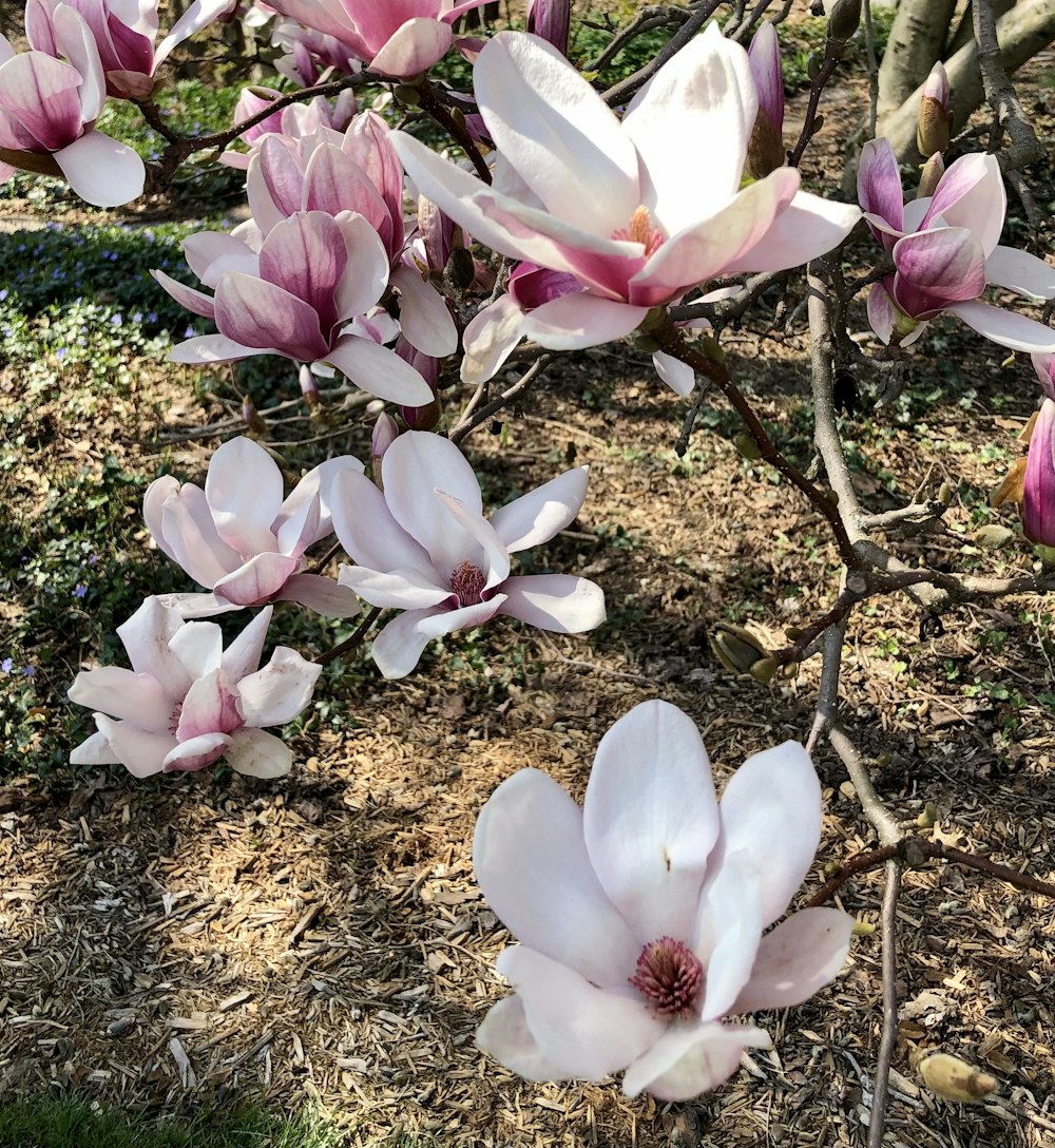 a group of pink and white flowers on a tree