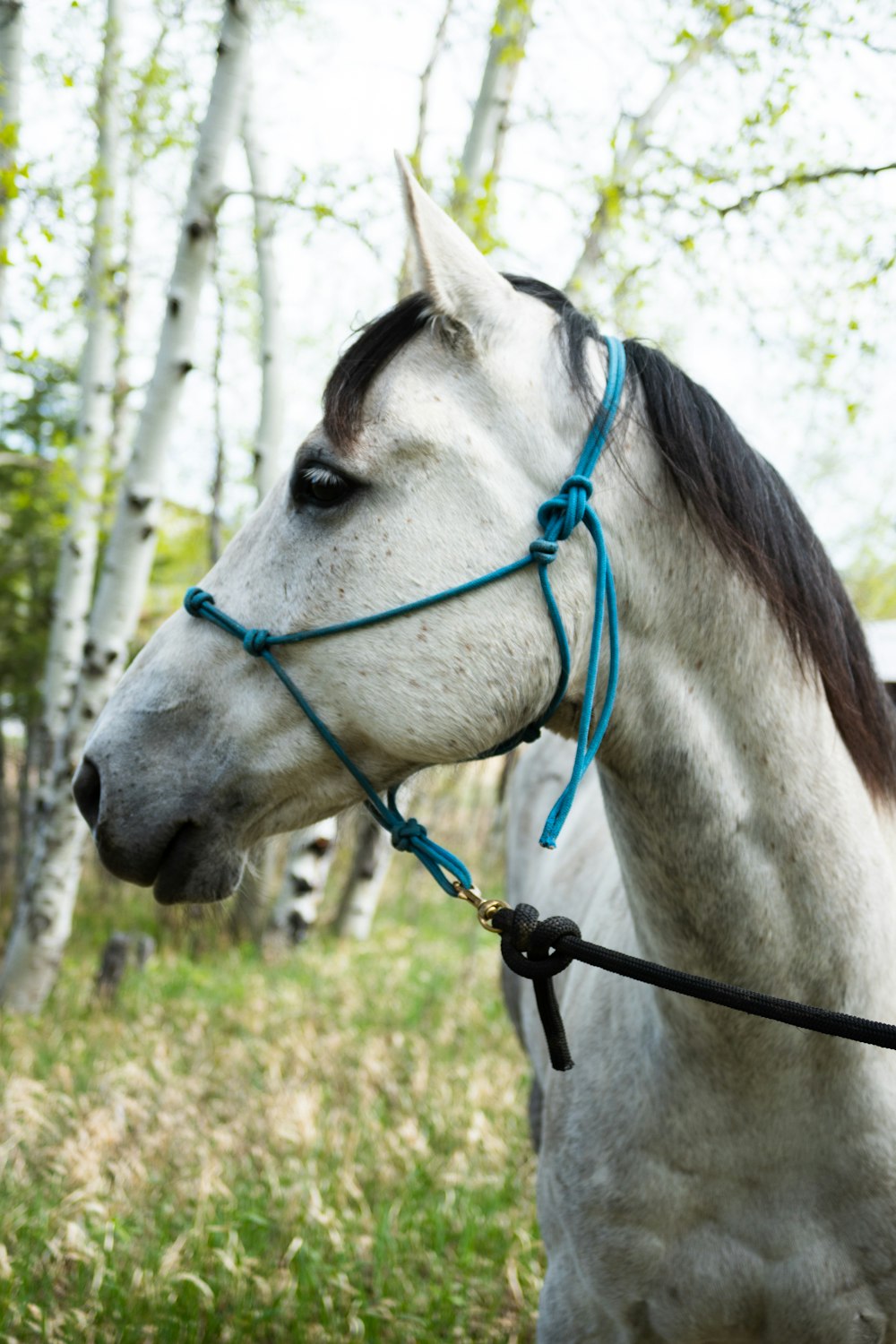 a white horse with a blue bridle standing in a field