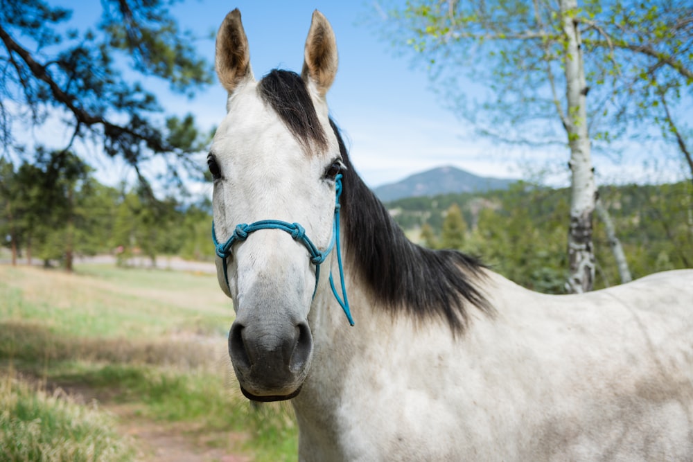 a white horse with a blue bridle standing in a field