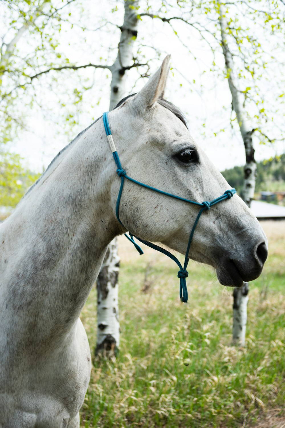 a white horse with a blue bridle standing in a field