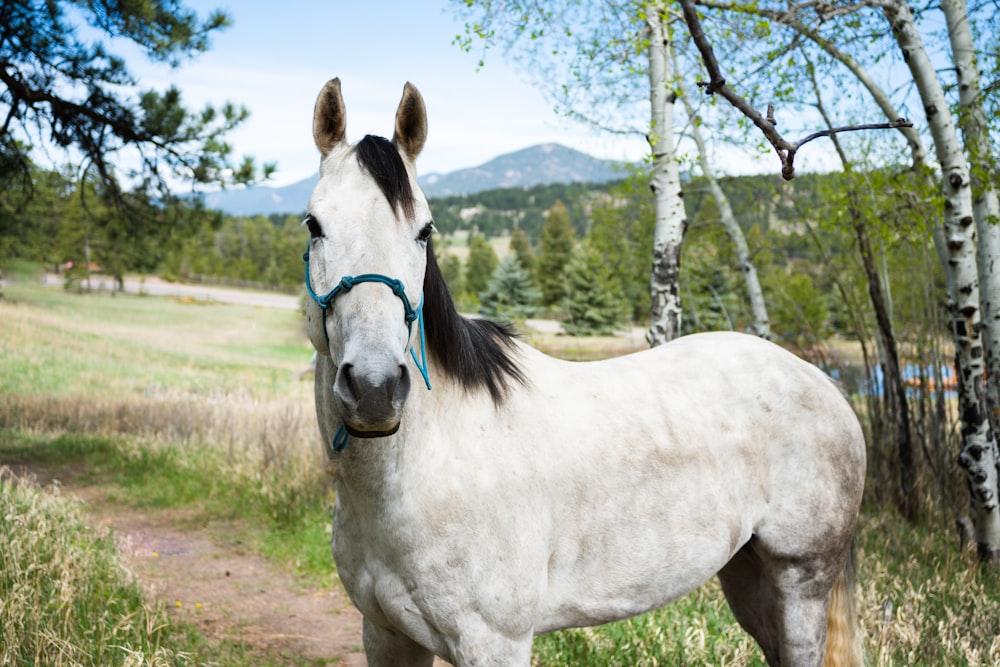 a white horse with a blue bridle standing in a field