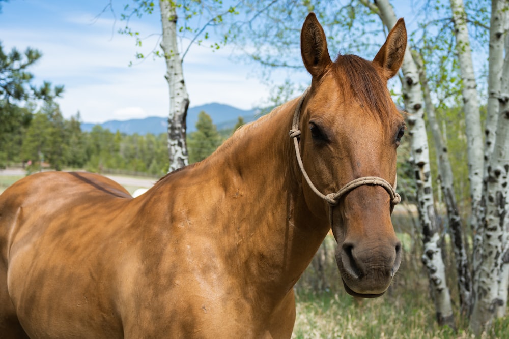 a brown horse standing next to a forest filled with trees