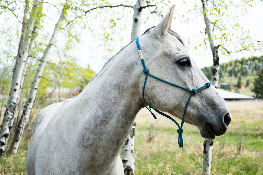 a white horse with a blue bridle standing in a field