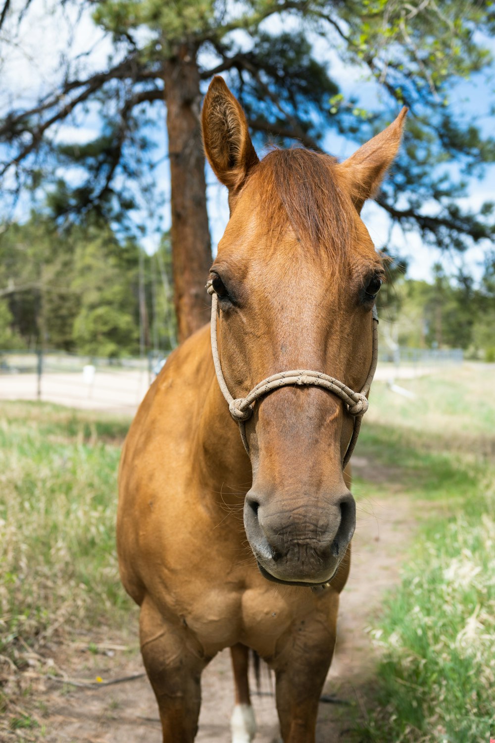 a brown horse standing on top of a dirt road