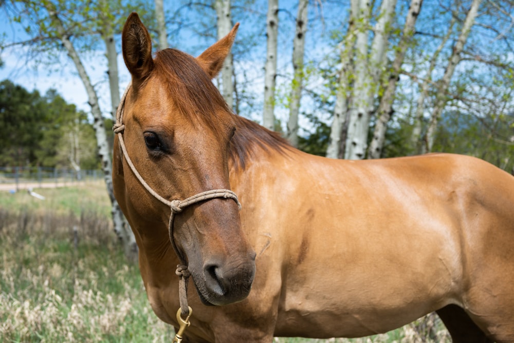 a brown horse standing in a field next to a forest