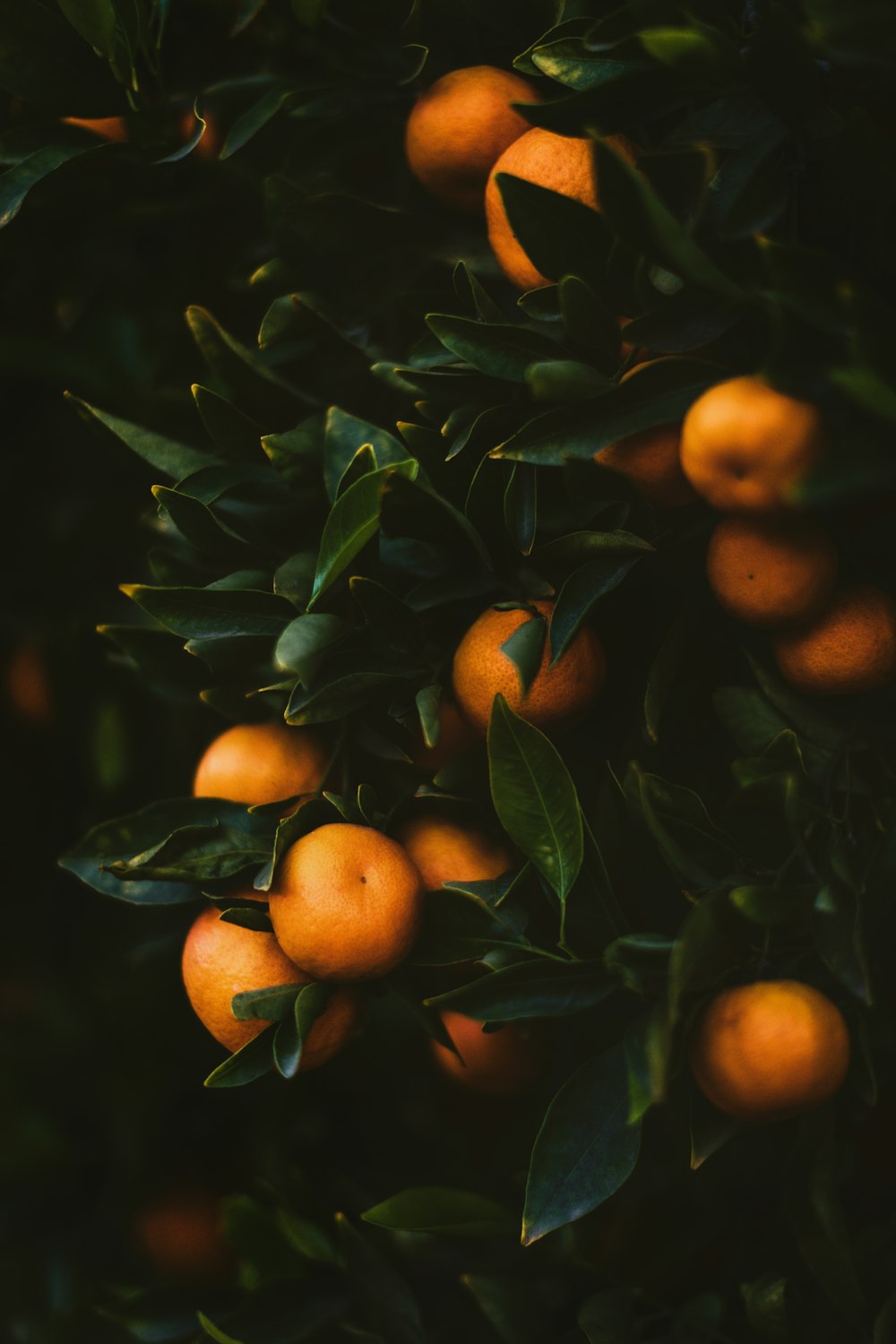 a tree filled with lots of ripe oranges