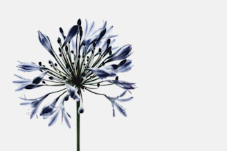 a large blue flower on a white background