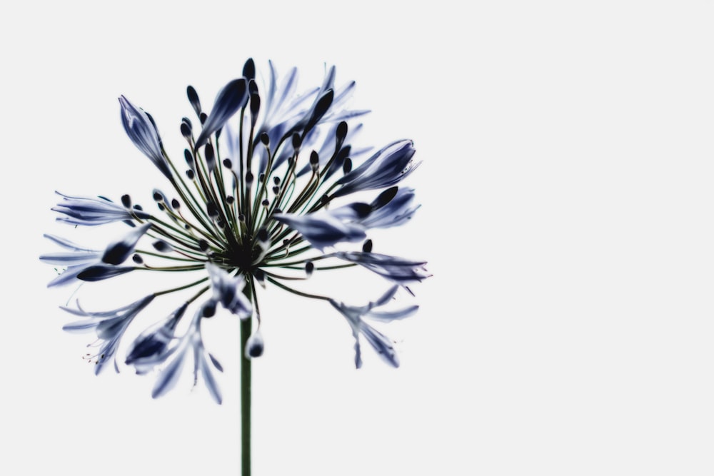 a large blue flower on a white background