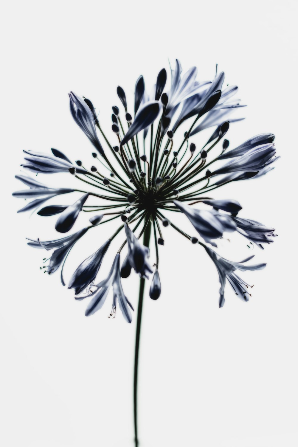 a black and white photo of a dandelion