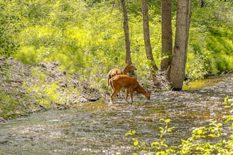 Two deer are standing in a shallow, sunlit stream in a lush forest area. The surroundings are vibrant with greenery, with tall trees and dense underbrush. The sunlight filters through the trees, casting dappled shadows and highlighting the rippling water.