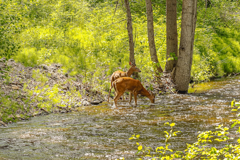 Two deer are standing in a shallow, sunlit stream in a lush forest area. The surroundings are vibrant with greenery, with tall trees and dense underbrush. The sunlight filters through the trees, casting dappled shadows and highlighting the rippling water.