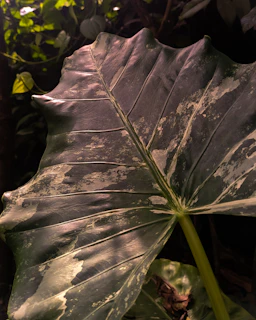 Close-up of a glossy, emerald green paan leaf folded with rich fillings, resting on a matte gold plate.