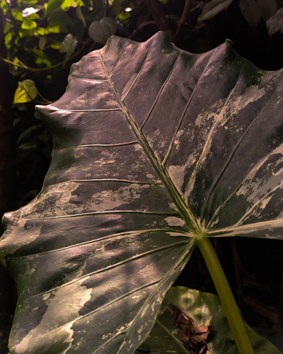 Close-up of a glossy, emerald green paan leaf folded with rich fillings, resting on a matte gold plate.