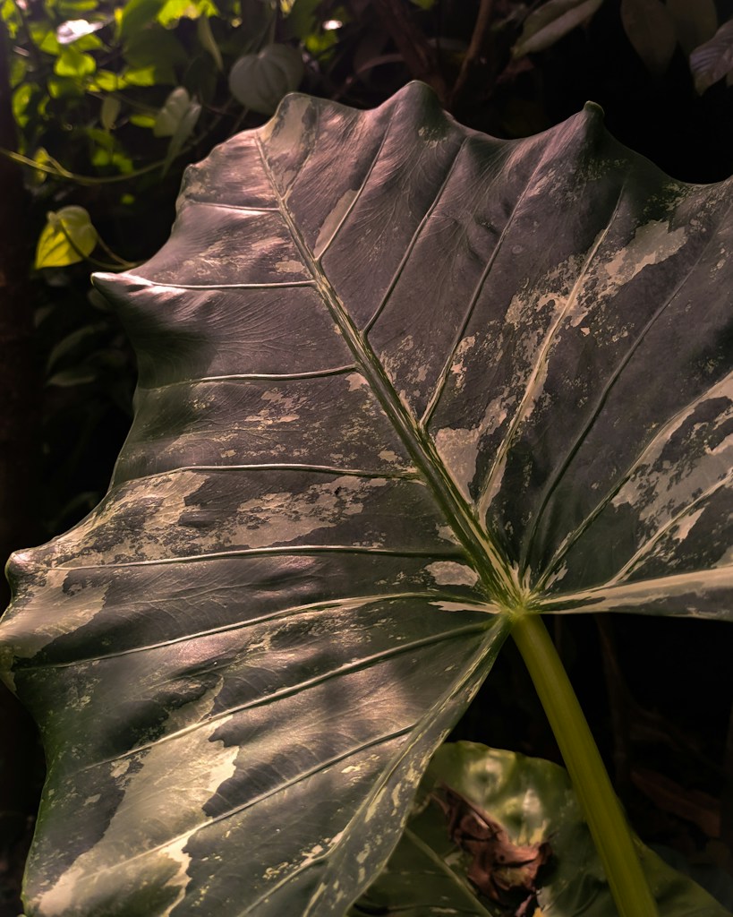 Tropical Leaf PNG