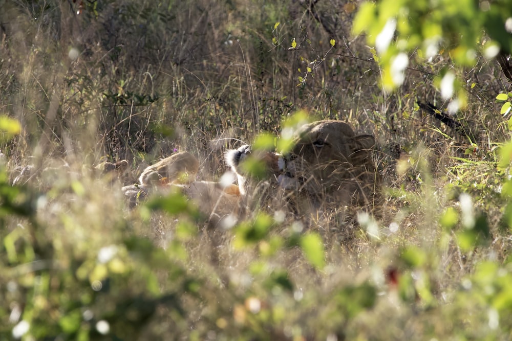 a couple of animals that are in the grass