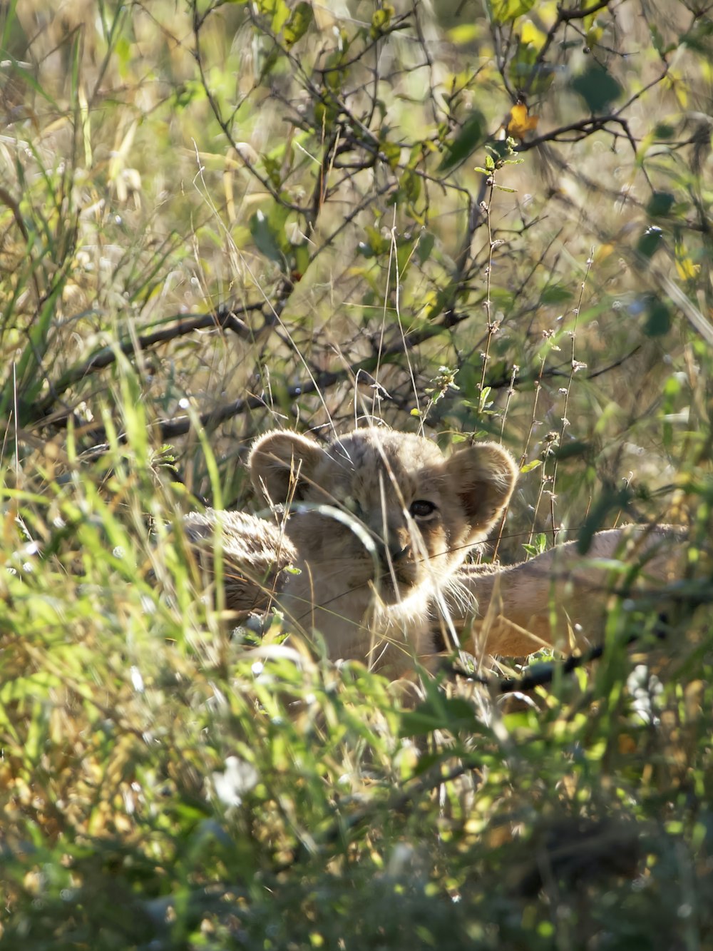 a lion cub hiding in the tall grass