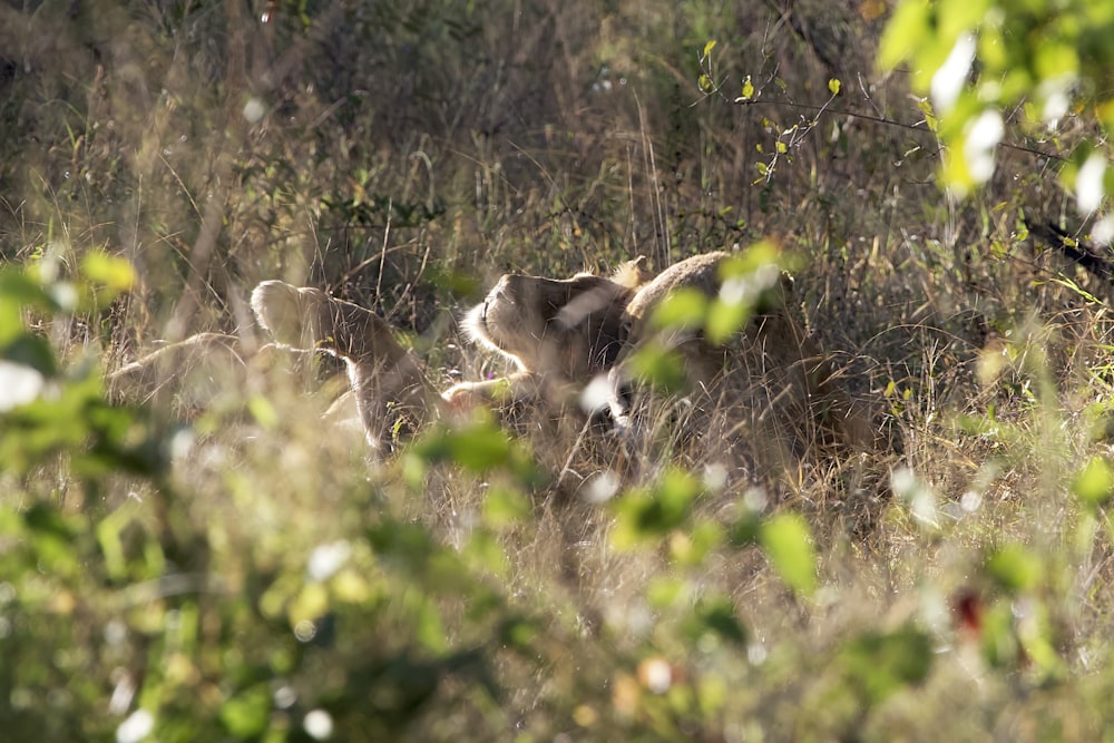 a couple of animals that are in the grass