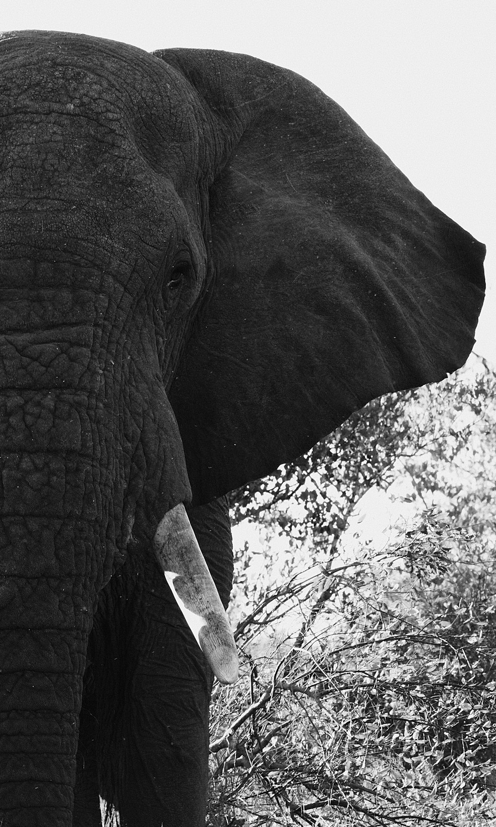 a close up of an elephant with a tree in the background
