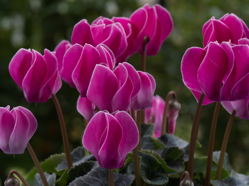 un groupe de fleurs roses aux feuilles vertes