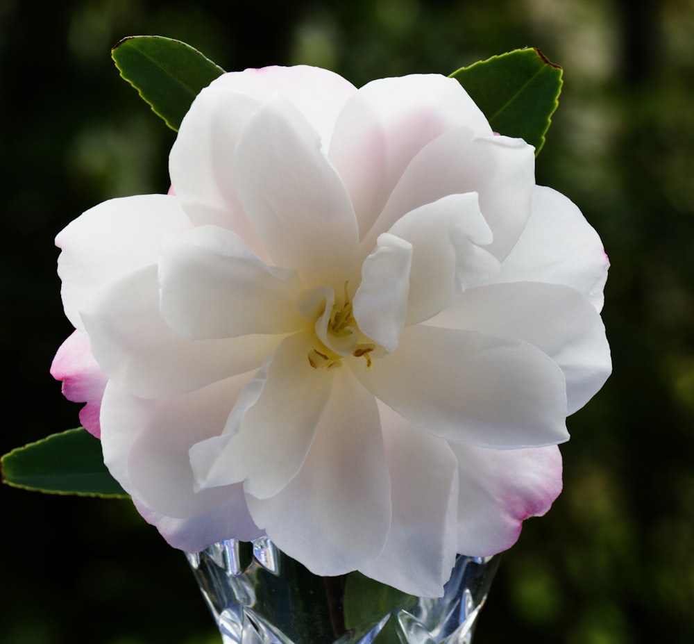 a white and pink flower in a clear vase