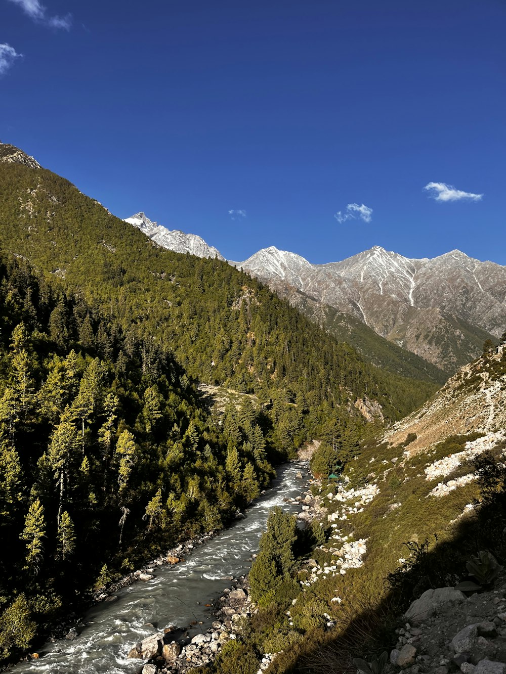 Ein Fluss, der durch einen üppigen grünen Wald fließt