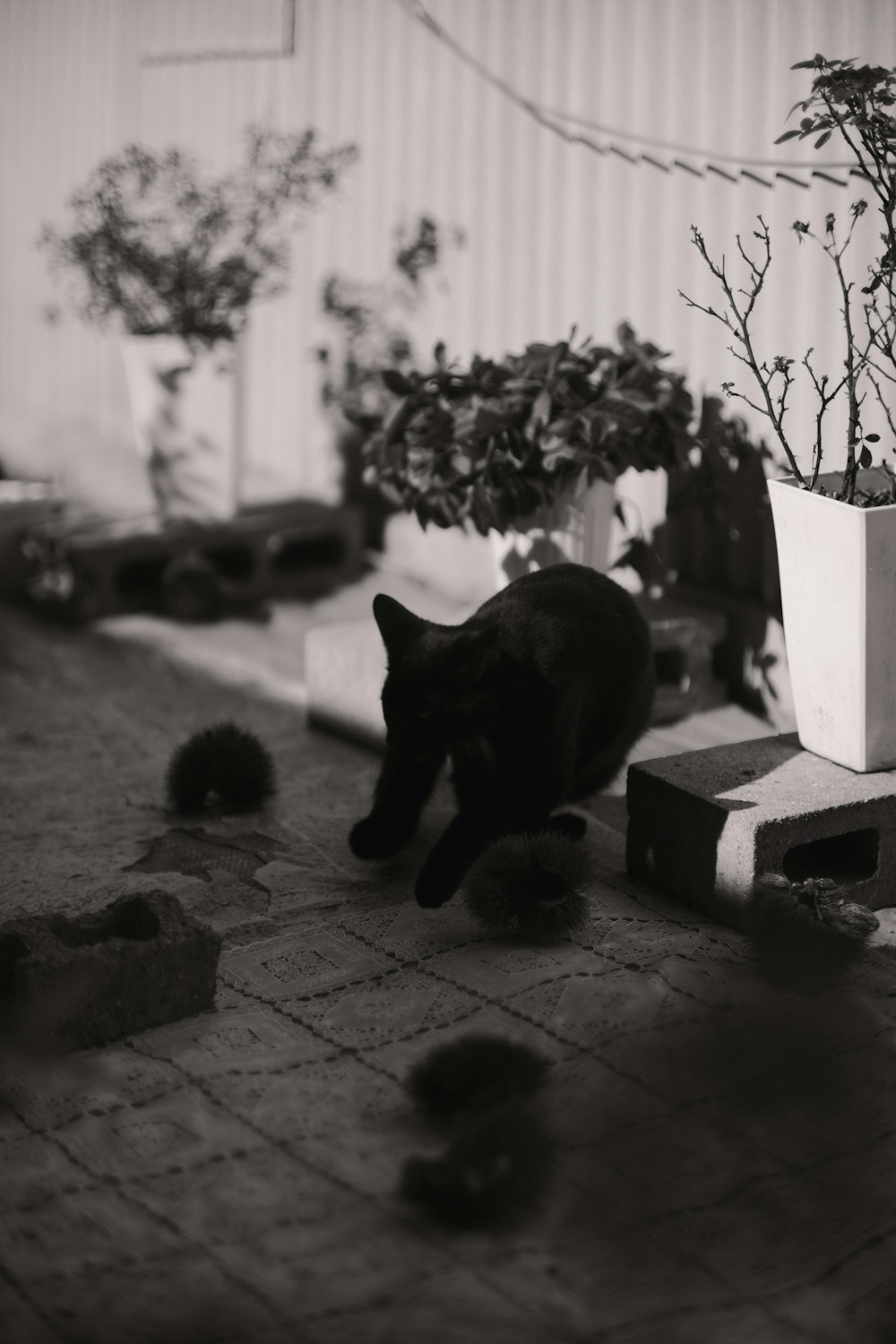 鉢植えの隣のレンガの歩道を歩く黒猫