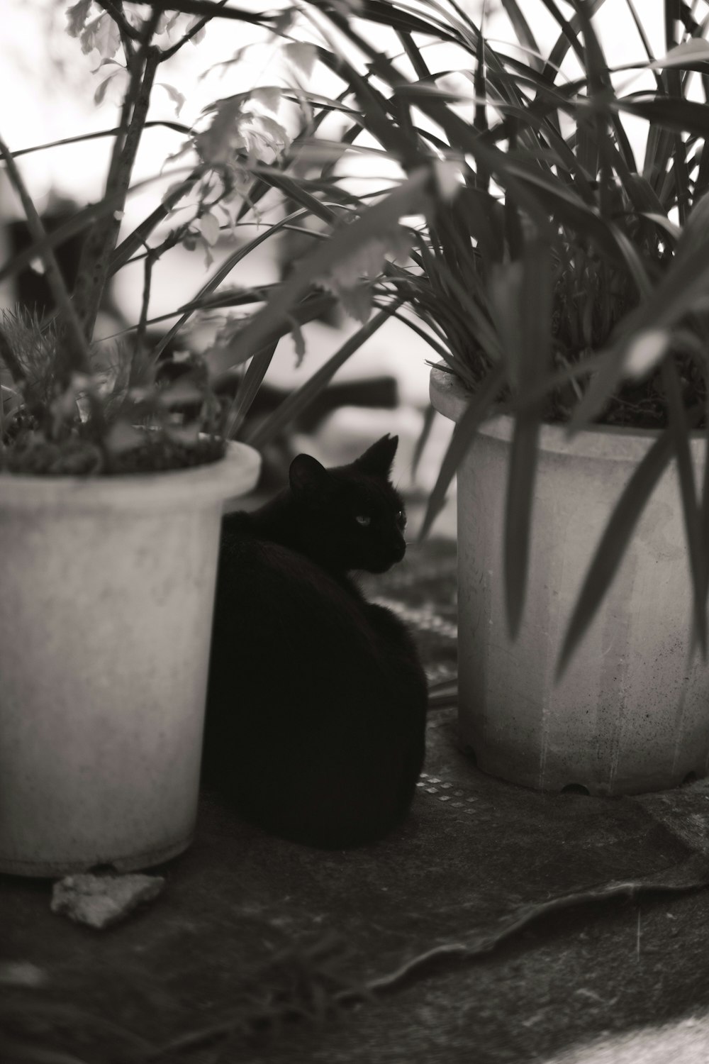 a black cat sitting next to a potted plant