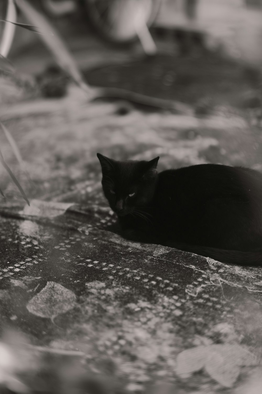 a black cat laying on top of a rock