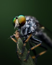 A close-up of a predatory insect with large, iridescent compound eyes and a distinctive hairy face, perched on a green plant. The detailed image highlights its intricate body patterns and textures. The background is a soft, dark green, creating a natural and focused contrast.