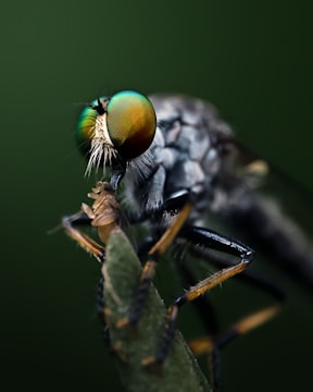 A close-up of a predatory insect with large, iridescent compound eyes and a distinctive hairy face, perched on a green plant. The detailed image highlights its intricate body patterns and textures. The background is a soft, dark green, creating a natural and focused contrast.