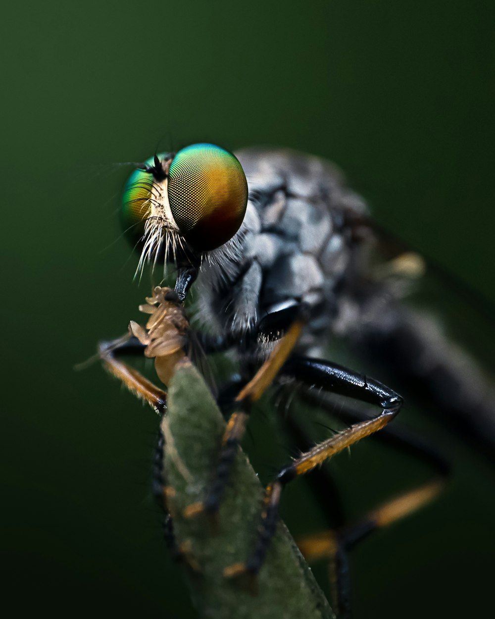 Eine Nahaufnahme einer Fliege auf einem Blatt